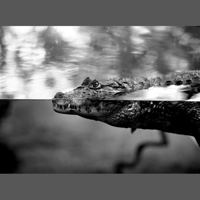 15crocodile