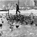 09pigeoncopenhagen