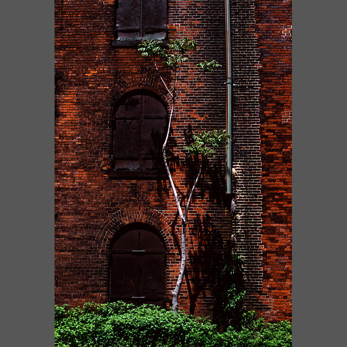 brickwallandtree